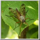 Rhagio scolopaceus - Schnepfenfliege m08.jpg